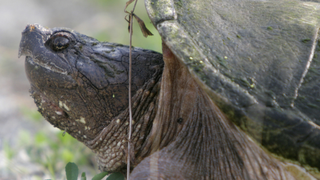An Idaho Science Teacher Allegedly Fed a Puppy to a Snapping Turtle in Front of Students